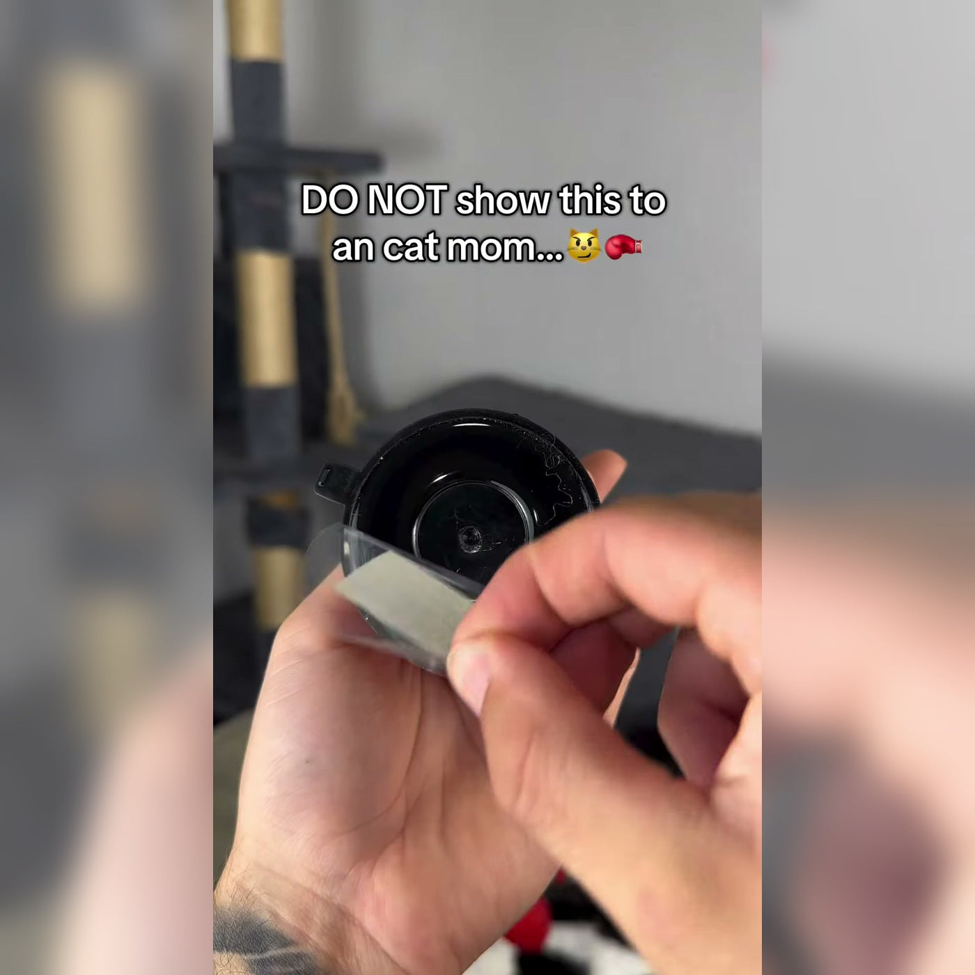 Mini Cat Punching Bag suction cup setup