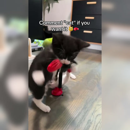 Cat playing with Mini Cat Punching Bag