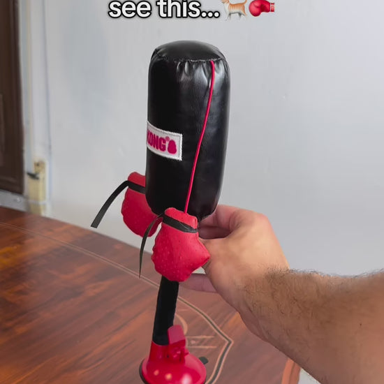 Mini Cat Punching Bag Instagram Reel 2