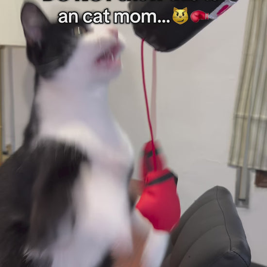 Mini Cat Punching Bag Instagram Reel 1