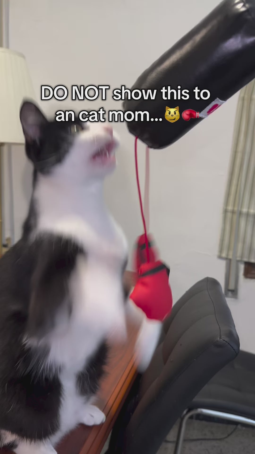 Mini Cat Punching Bag Instagram Reel 1